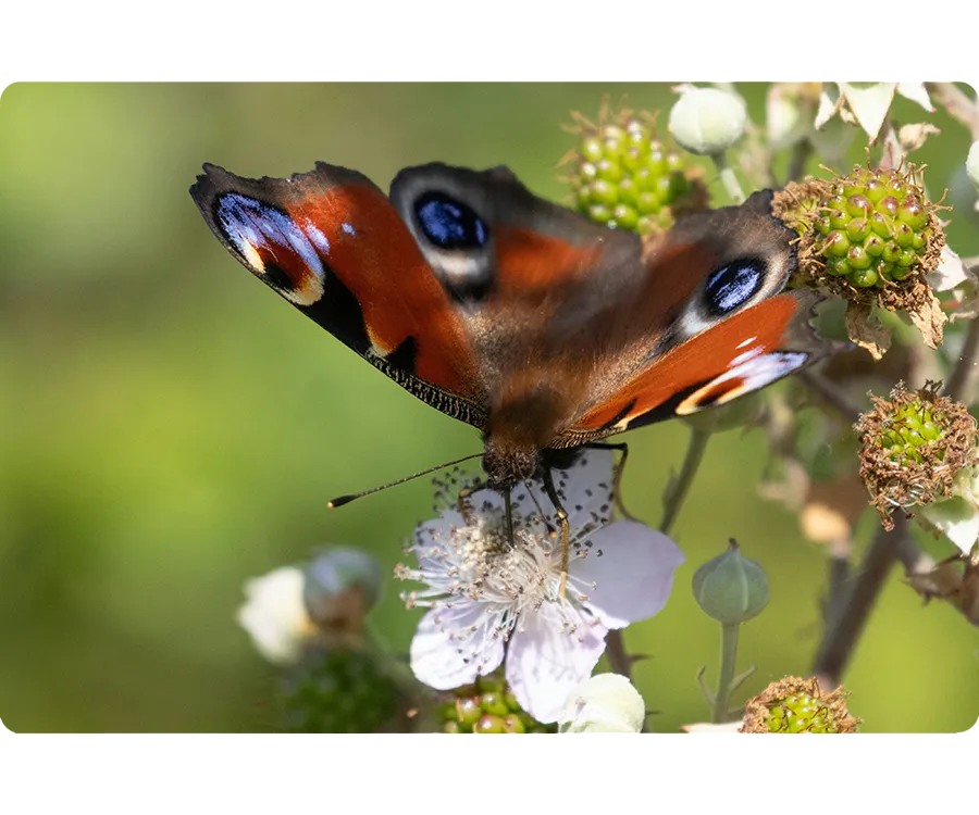 The Nature & Biodiversity Community Hub
